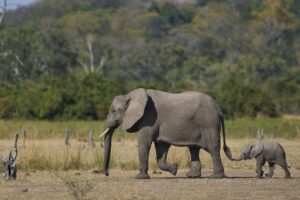 British tourist among two killed by elephant during Zambia safari trip